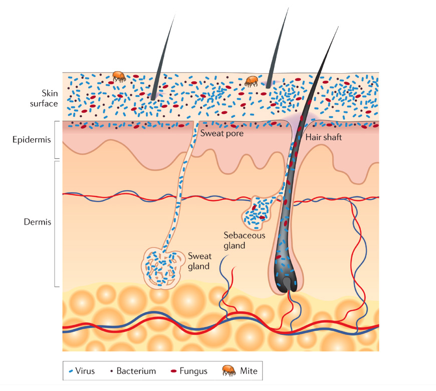 Figure of Schematic of a cross-section of the skin depicting areas for microbial growth