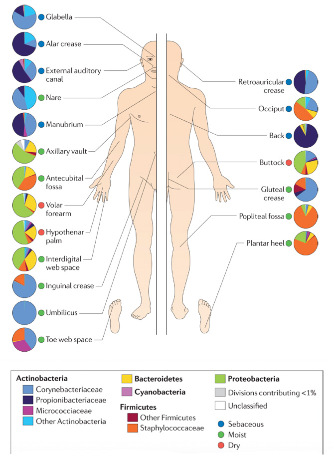 Figure of Topographical distribution of bacteria on skin sites