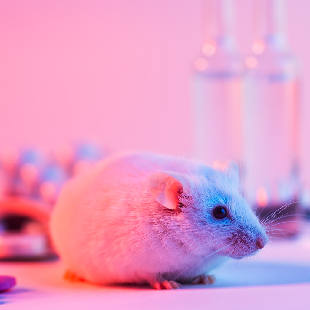 Picture of a mouse on a laboratory table with a pink background. Sensitivities testing in mice alternatives. Sensitization test alternatives in mice. Sensitization testing methods. Magnusson & Kligman. Sensitization studies with mice. In-vivo animal studies with mice. Magnusson & Kligman alternatives in mice
