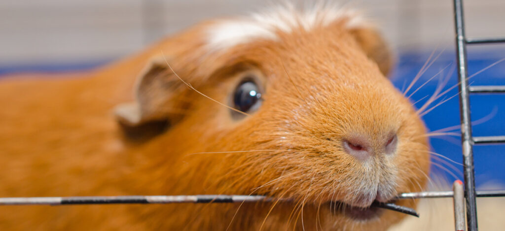 Close picture of a guinea pig. What is the Magnusson & Kligman test. Magnusson & Kligman test definition. FDA gold standard for sensitization testing. How is the Magnusson & Kligman test performed. How is guinea pig maximization test performed. Responsive test animals