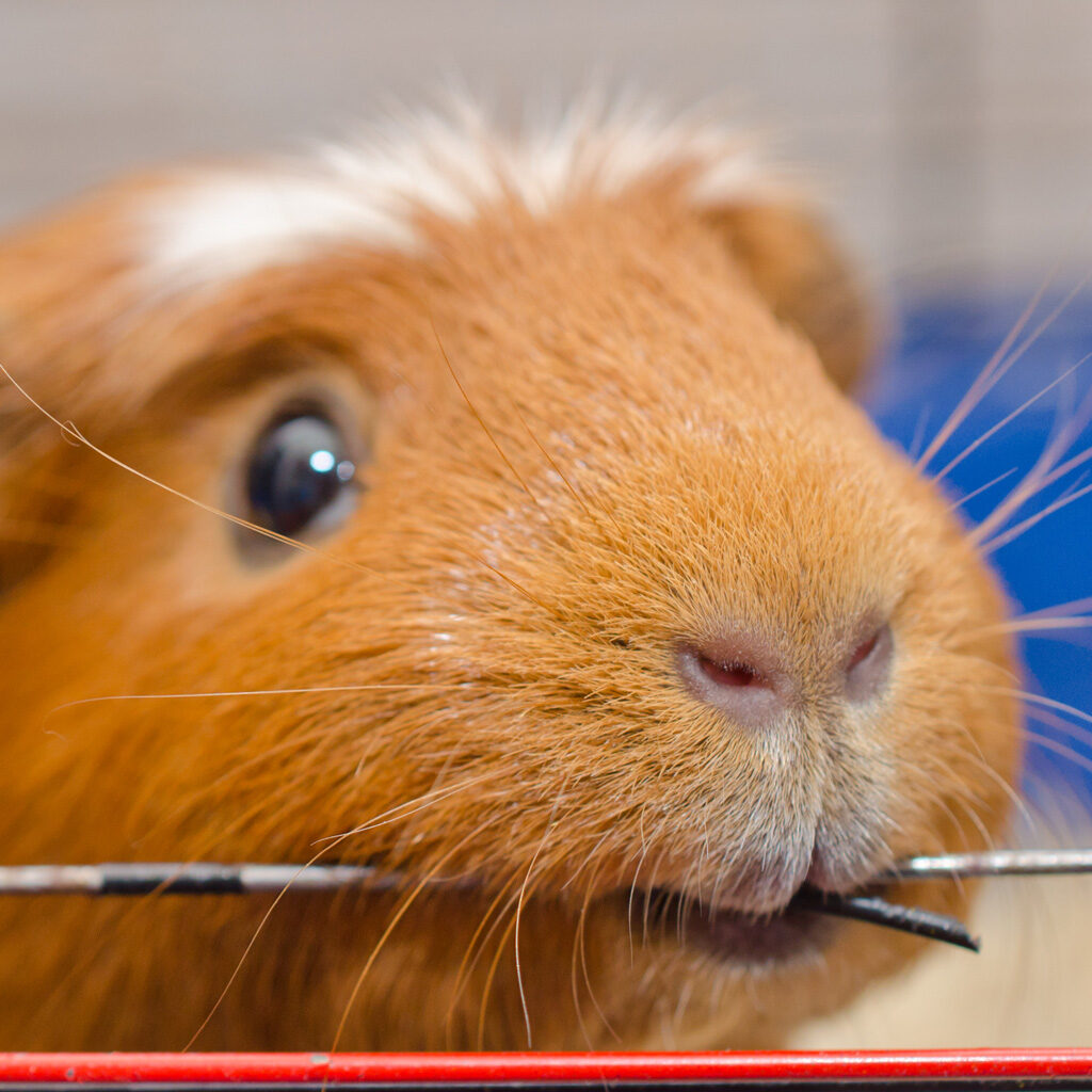 MycoScience - Sensitivities Testing Alternatives In Guinea Pigs For Medical  Devices & Implants